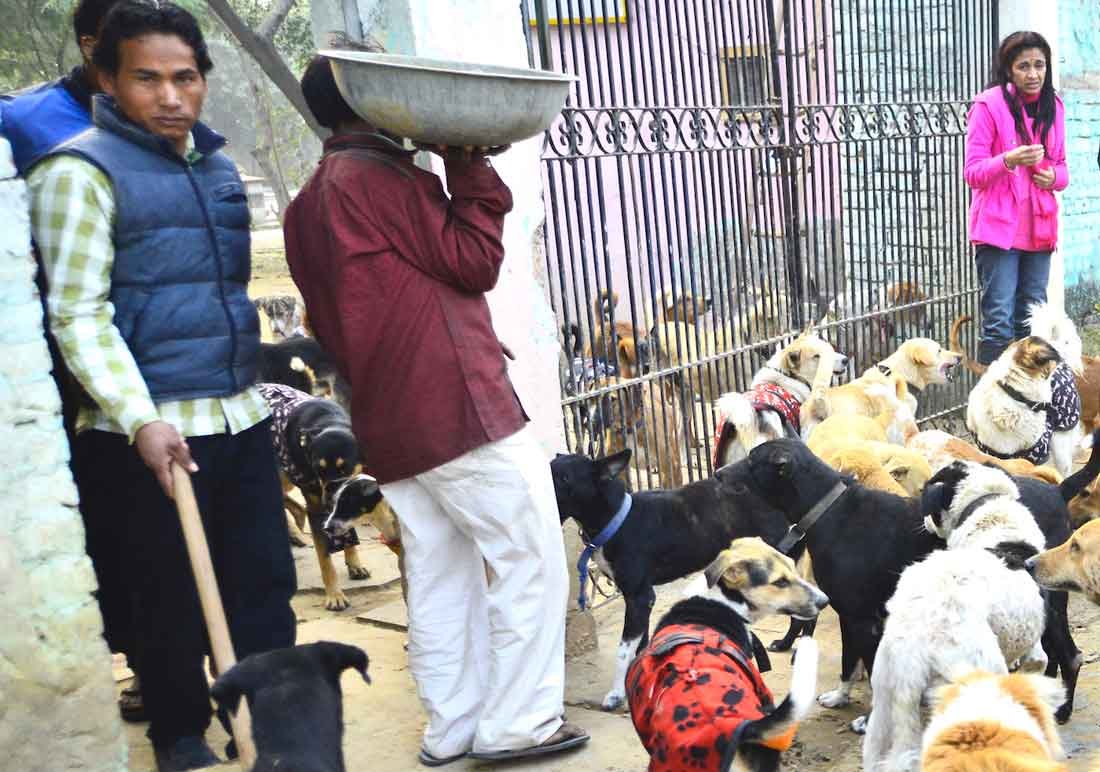 Feeding Street Dogs & Animals