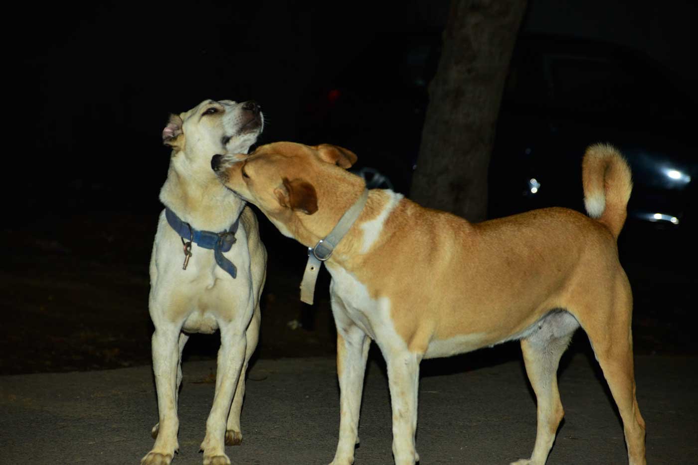 How Can you help ? underprivileged | Animals