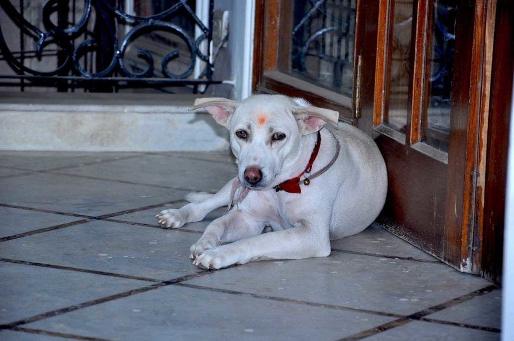 Gora suffered from Megaesophagus disease Paranand Charitable Trust