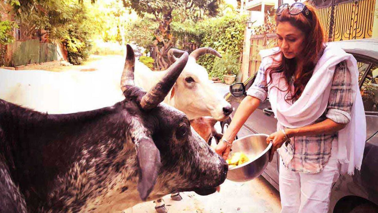 Dr.Sanjana Jon Feeding street cows